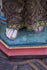 files/6842816a9fba84efea64bb3e.png