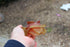products/57_0daeda0a-3712-41a5-a20f-04bcbbb12241.jpg