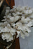 products/57_894c06da-a17b-40b4-b429-33af8fa7b03b.jpg