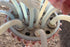 products/57_982b9994-94c4-4bc2-bf2d-2c3c71efffe4.jpg