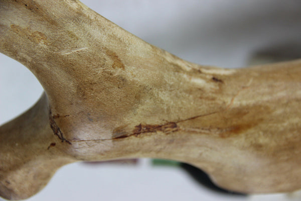 Italian Baroque Angel putti holding horn Wood carved polychrome statue sculpture