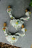 products/57_a3afc330-ab99-45dd-a738-ad26a30542cc.jpg