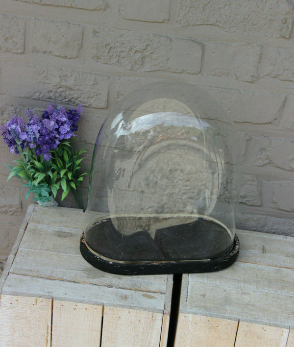 Antique french oval hand blown glass dome globe wood base taxidermy clock