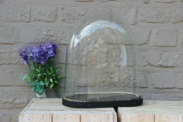 Antique french oval hand blown glass dome globe wood base taxidermy clock