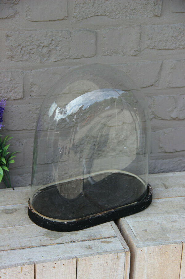 Antique french oval hand blown glass dome globe wood base taxidermy clock