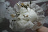 products/57_ddf9dbb9-a18f-430b-8f45-f7f993d46395.jpg