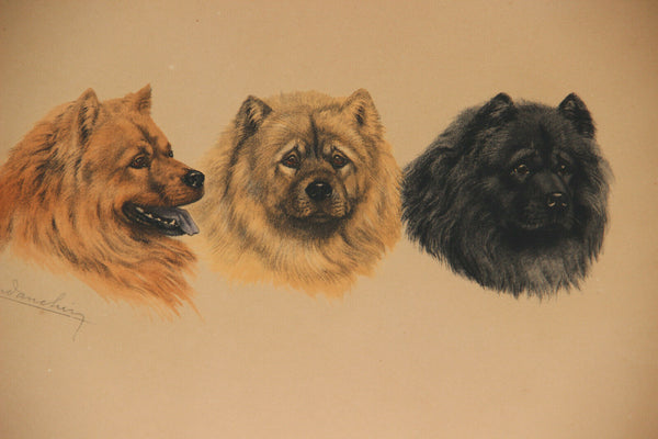 Antique LEON DANCHIN Engraving with chow chow dogs Signed hand coloured