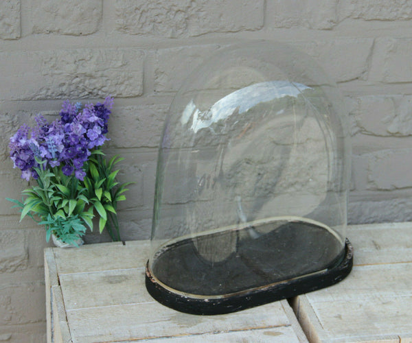 Antique french oval hand blown glass dome globe wood base taxidermy clock