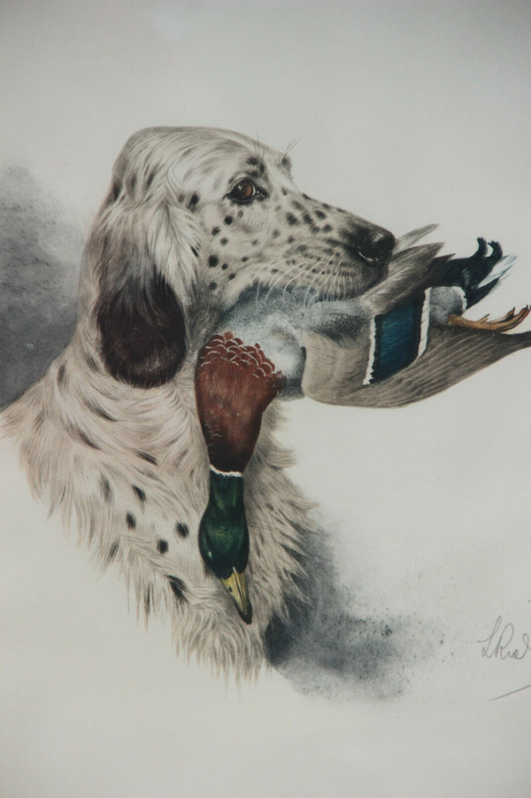 Boris RIAB engraving hand coloured english hunting dog duck signed