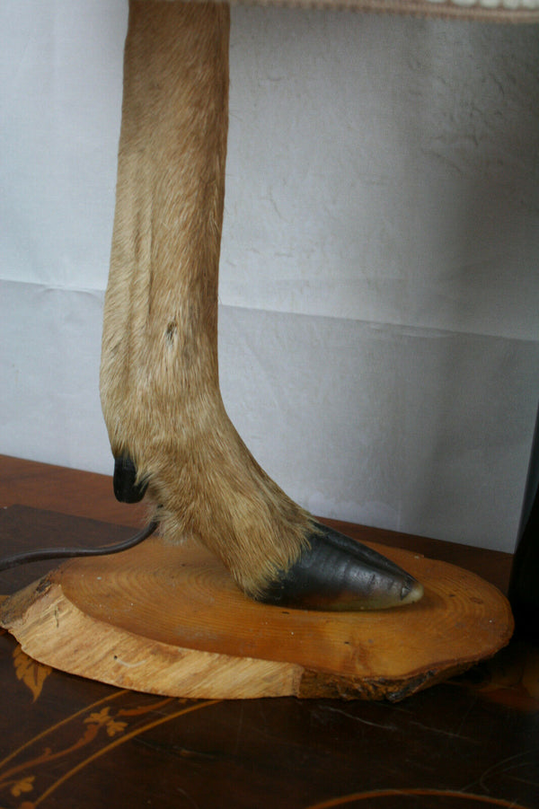 Vintage french Retro 60's Taxidermy Paw Lamp rare wood base hunting trophy