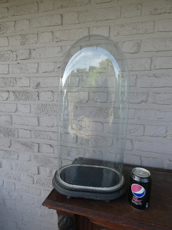 Antique LArge oval glass dome globe taxidermy statue